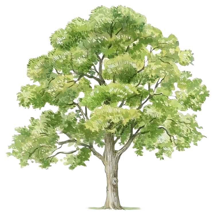 Natural green neem tree image